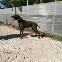 Bracco t desco kurzhaar