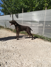 Bracco t desco kurzhaar