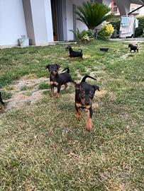 Pinscher cuccioli