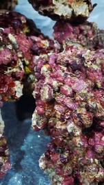 rocce vive Acquario 