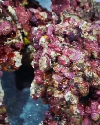 rocce vive Acquario 