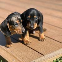 I migliori cuccioli italiani ( bassotti 2 mesi)