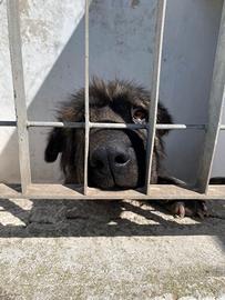 Vittoria incrocio sharpei