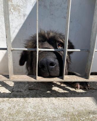 Vittoria incrocio sharpei