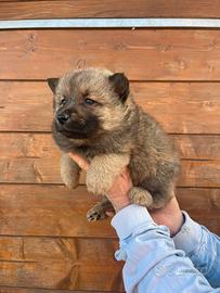 Chow Chow /Border collie