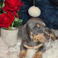 Bassotto arlecchino color blu