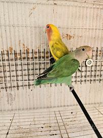 Inseparabili