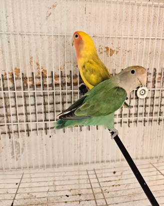 Inseparabili