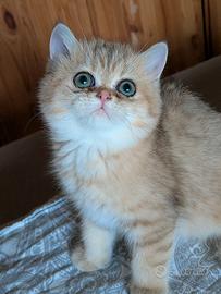 Gatto persiano chinchillà Exotic