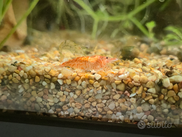 Vendita neocaridine gravide