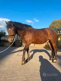 Pony 5 anni