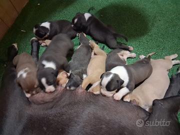 Cuccioli di Pitbull
