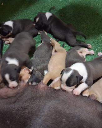 Cuccioli di Pitbull