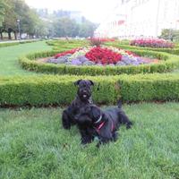 Schnauzer medio nero