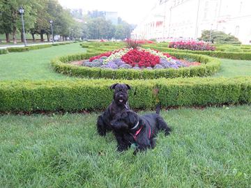Schnauzer medio nero