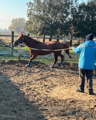 Vendita cavallo