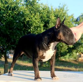 Miniature Bull Terrier Femmina