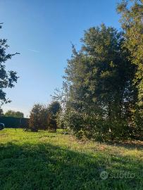 alberi vari da giardino di vario tipo