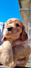 Cuccioli di cocker spaniel