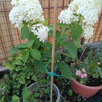 fiori