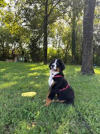 Cucciolo bovaro del bernese 5 mesi