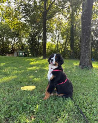Cucciolo bovaro del bernese 5 mesi