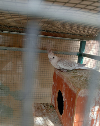 Coppia di calopsita + un'altra femmina