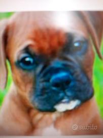 Cuccioli boxer