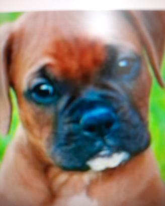 Cuccioli boxer