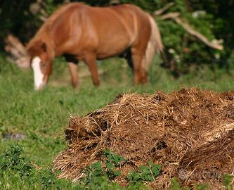 CONCIME DI CAVALLO 100% NATURALE