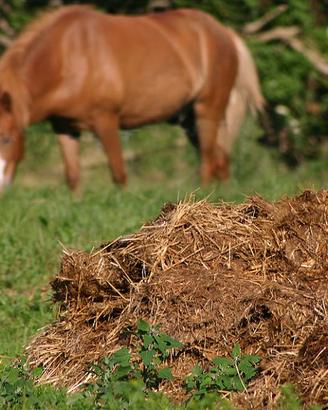 CONCIME DI CAVALLO 100% NATURALE