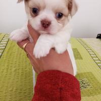Cucciolo di Chihuahua Maschietto
