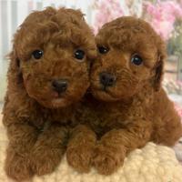 Cuccioli barboncino toy red