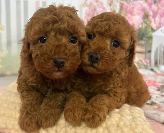 Cuccioli barboncino toy red