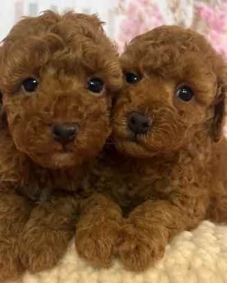 Cuccioli barboncino toy red