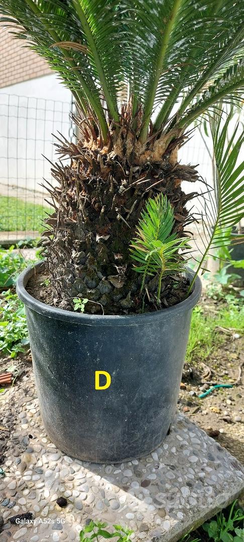 Vendita Pianta d'appartamento Cycas-Piante Verdi