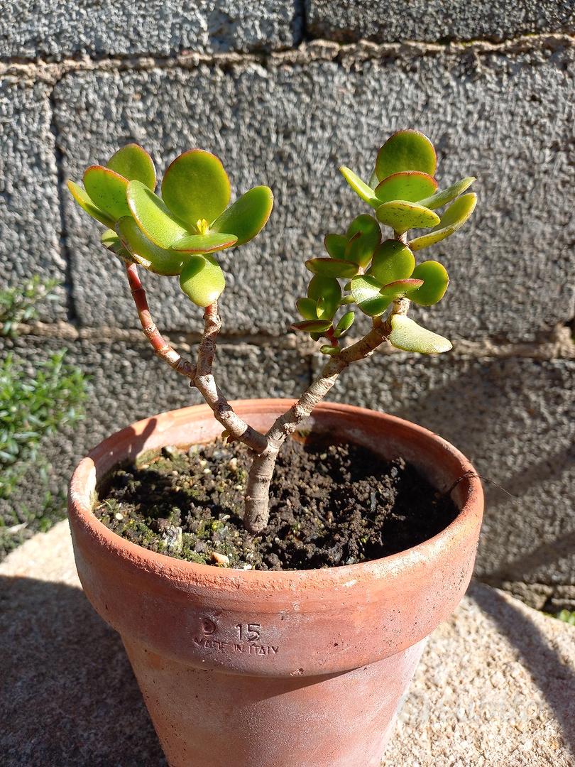 Pre-Bonsai Albero di Giada - Giardino e Fai da te In vendita a Oristano