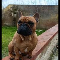 Bulldog Francese per monta