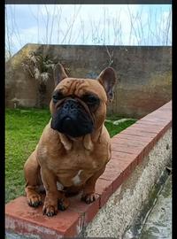Bulldog Francese per monta