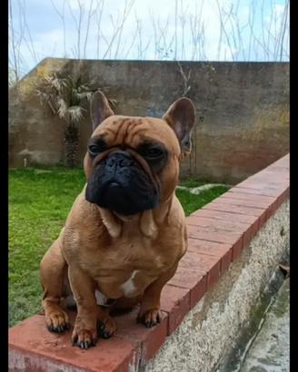 Bulldog Francese per monta