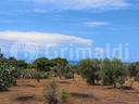 terreno-agricolo-ugento-11fontanellevcg-