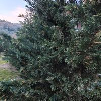 piante di genere Ornamentali e frutta 