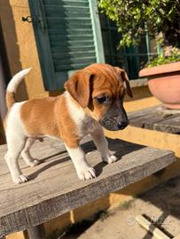 Cucciolo maschio Jack Russell terrier pelo liscio