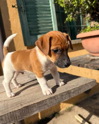 Cucciolo maschio Jack Russell terrier pelo liscio