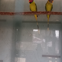 Pappagalli psittacula testa di prugna