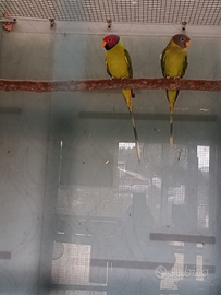 Pappagalli psittacula testa di prugna