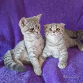Cuccioli Scottish fold e Scottish straight 