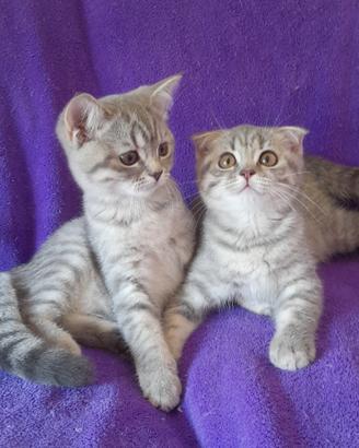 Cuccioli Scottish fold e Scottish straight 