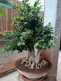 BONSAI FICUS