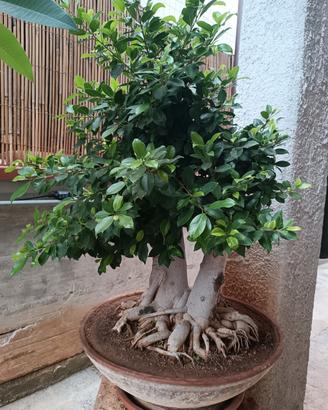 BONSAI FICUS